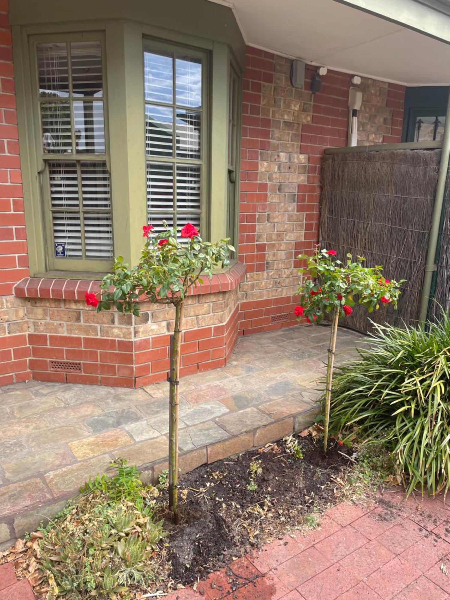 Adelaide Style Accommodation-Getaway In North Adelaide- Close To City Eksteriør billede