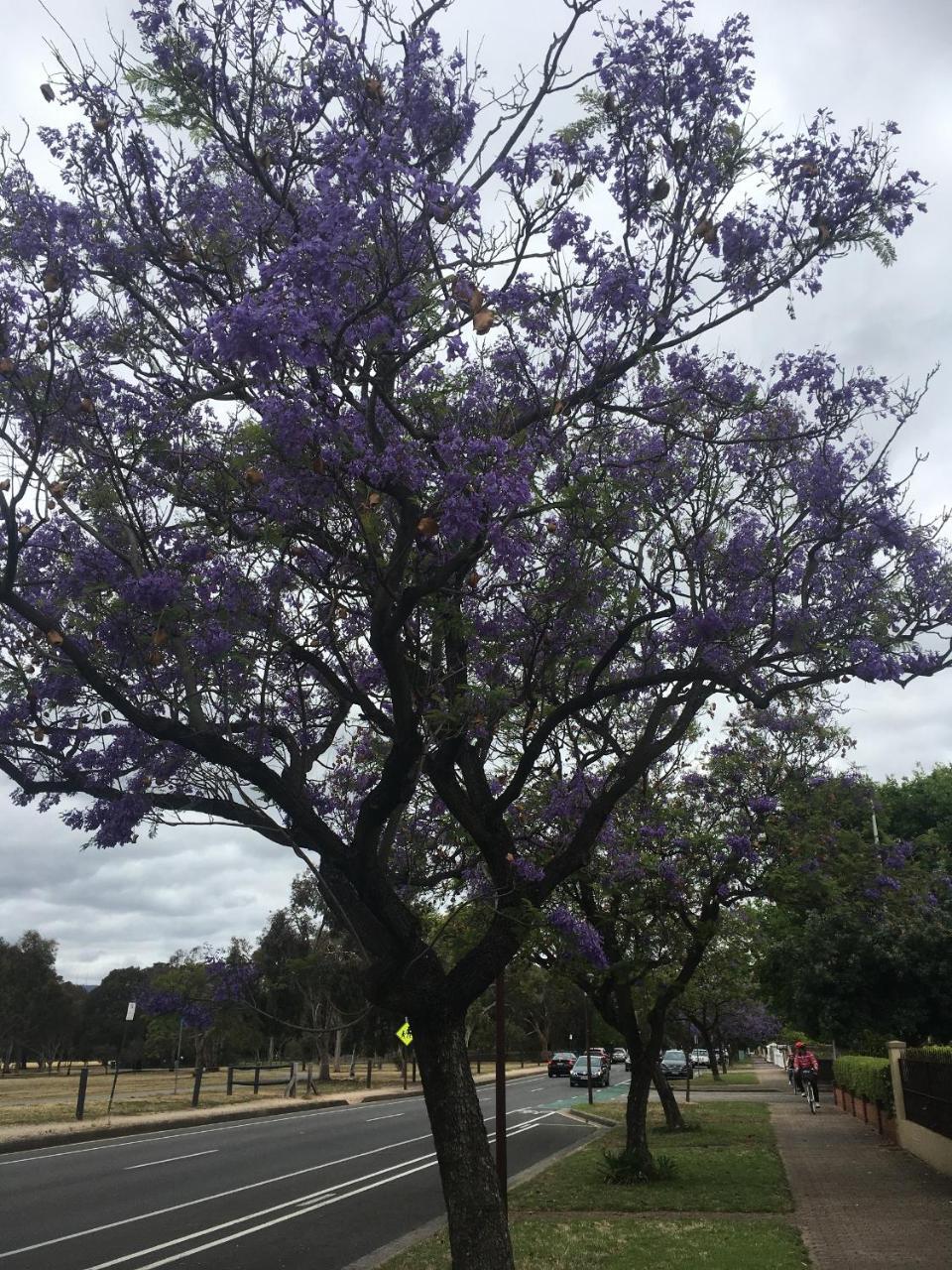 Adelaide Style Accommodation-Getaway In North Adelaide- Close To City Eksteriør billede